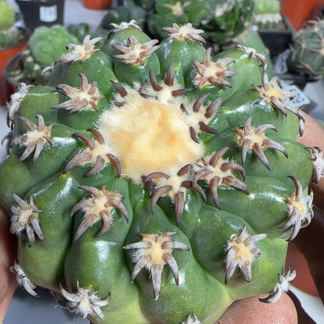 【闪购商品】9厘米豪刺猫爪圆盘836