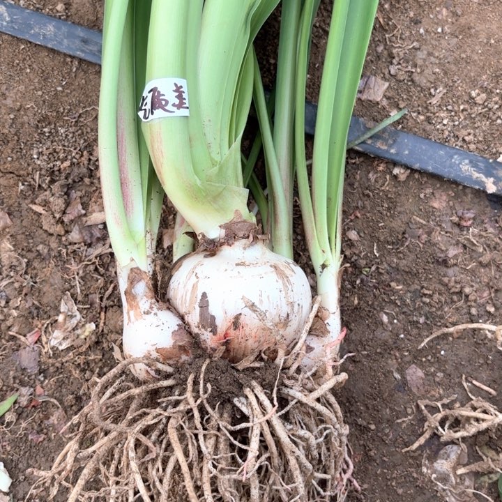 无花朵星***襟气质美女包对版2800