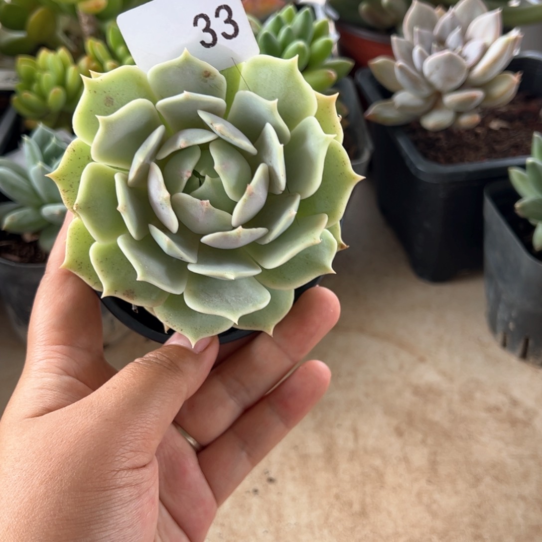 【闪购商品】露娜莲。33。 111111111