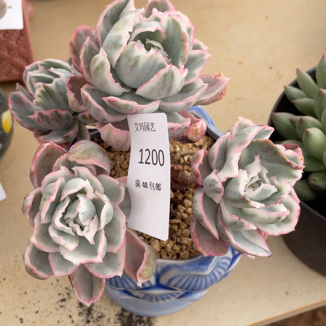 伯克利锦有切200多肉多肉