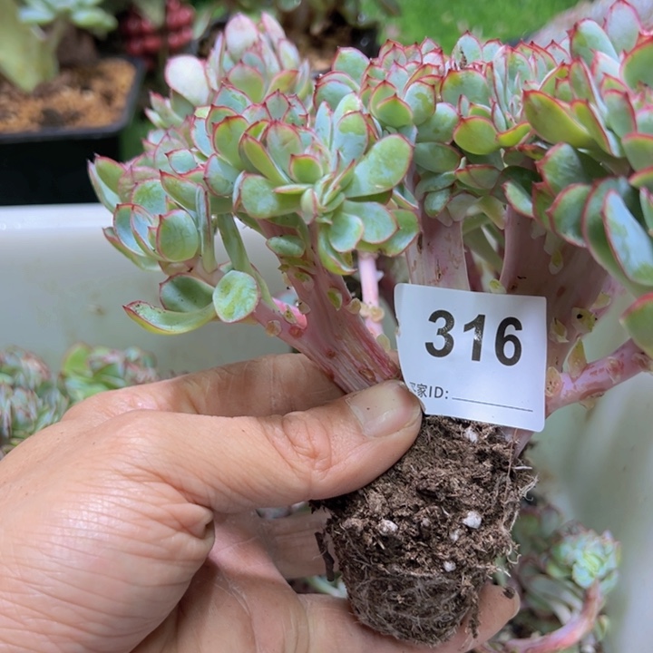 睿***场燃的多肉一物一拍316