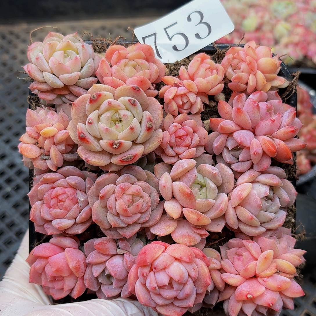 多肉植物多肉植物753