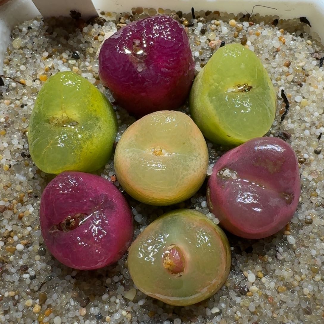 0202-22果冻毛肉锥