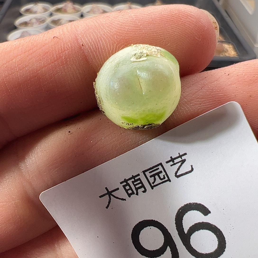 一物一拍。          96
