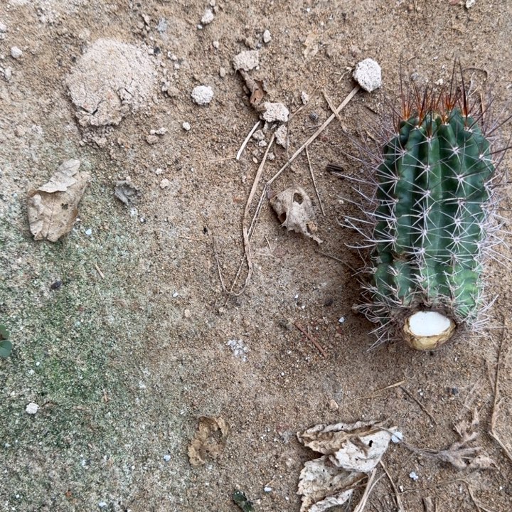 এ***࿐矮胖白檀107侧芽一个