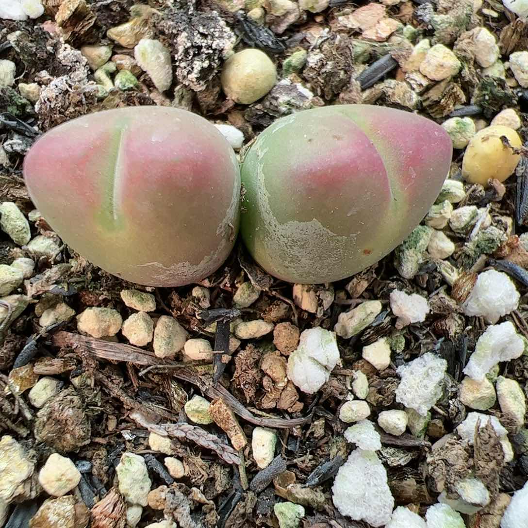 【闪购商品】唐**鱼356 带盆