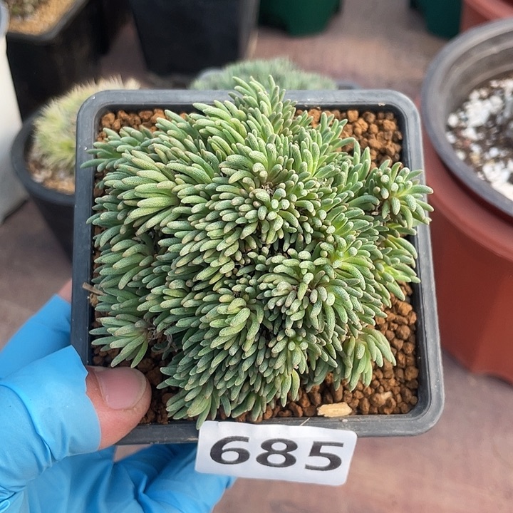 685大盆晶珊瑚块根植物