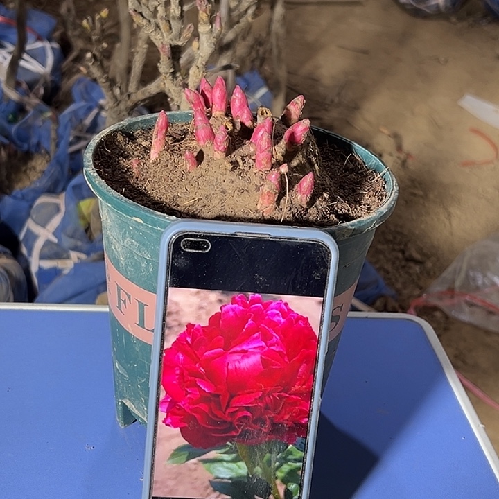 用***实完全开放亨利11111