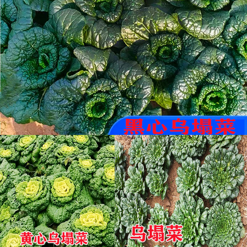 耐寒乌塌菜黑心乌塌菜黄心乌塌菜种子四季蔬菜矮脚白菜菊花心种苗