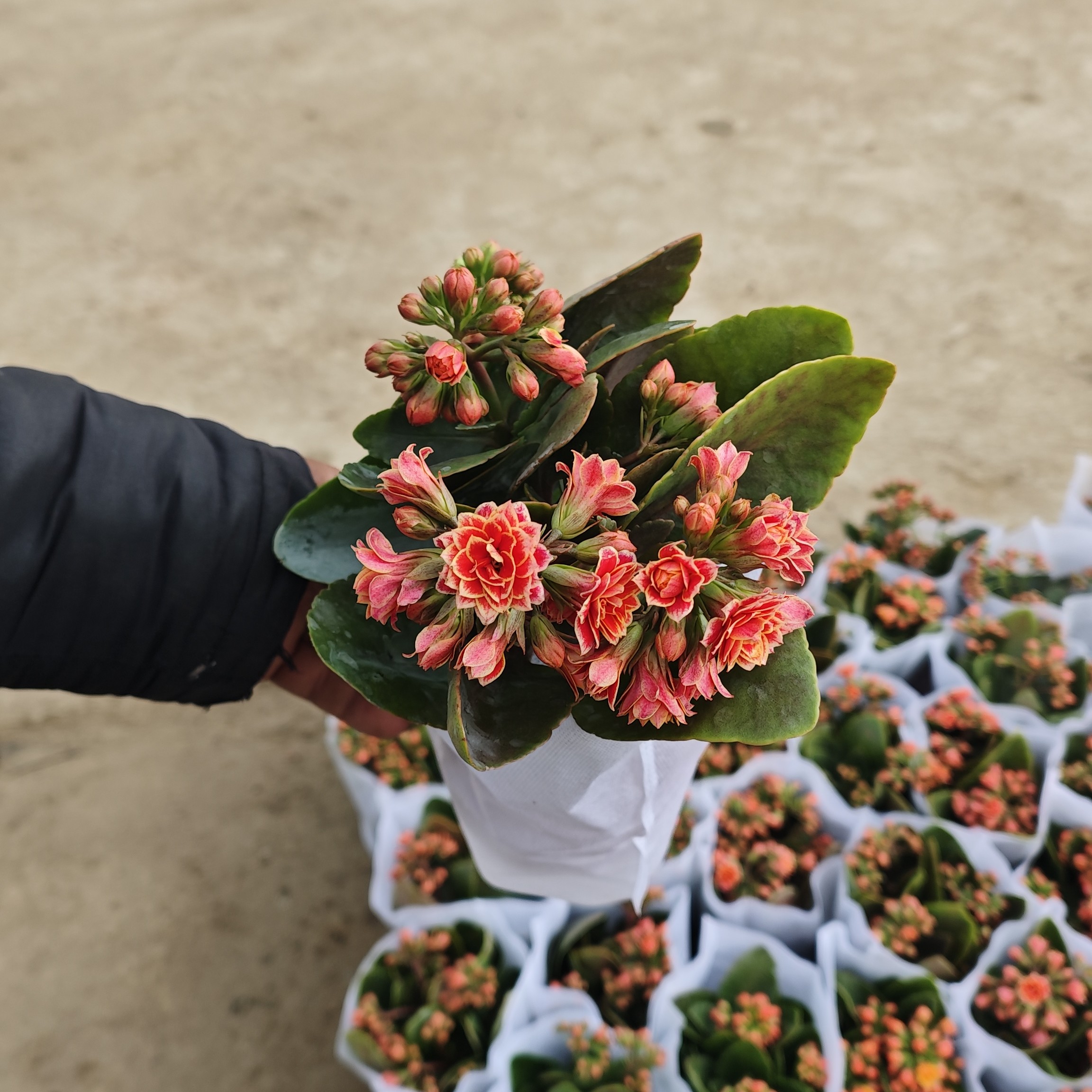 长寿花1盆品种金丝带好养活