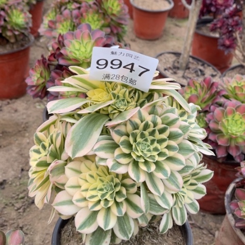 迈巴赫多肉多肉9947