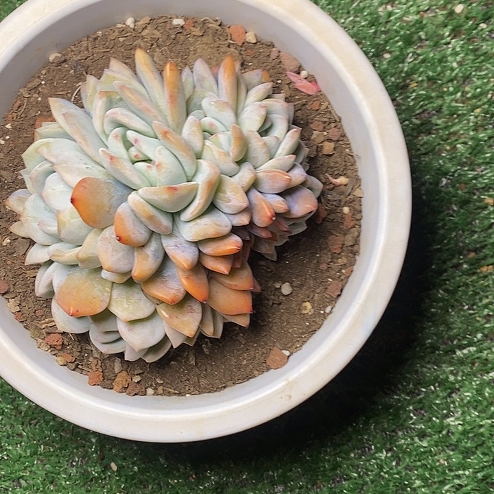 ?*宝61/////////////