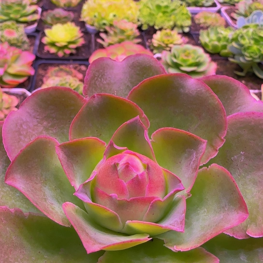 福利12342486728868276