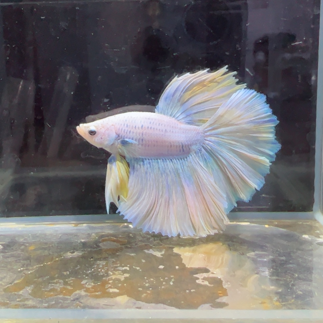 斗鱼浅色特殊尾hhhh