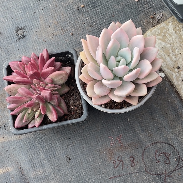 核***枣迷雾泡泡群生加奥普琳娜锦