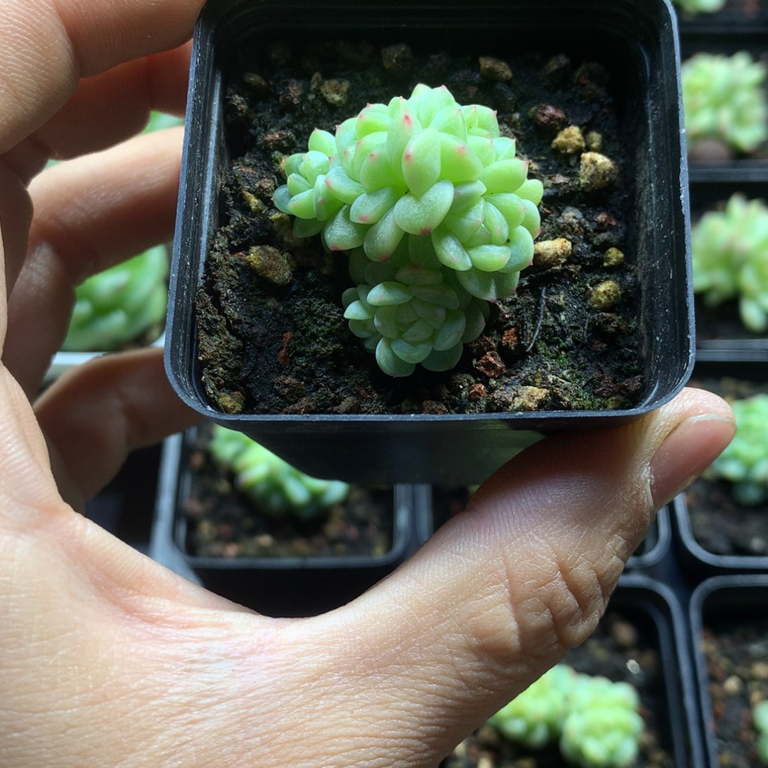 阿丹多肉一物一拍