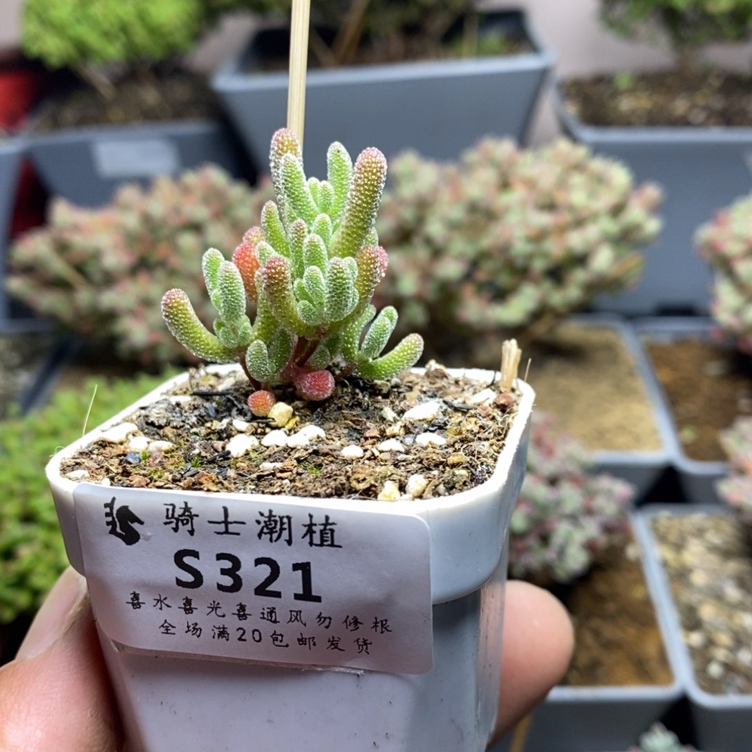 321实生优选冰晶