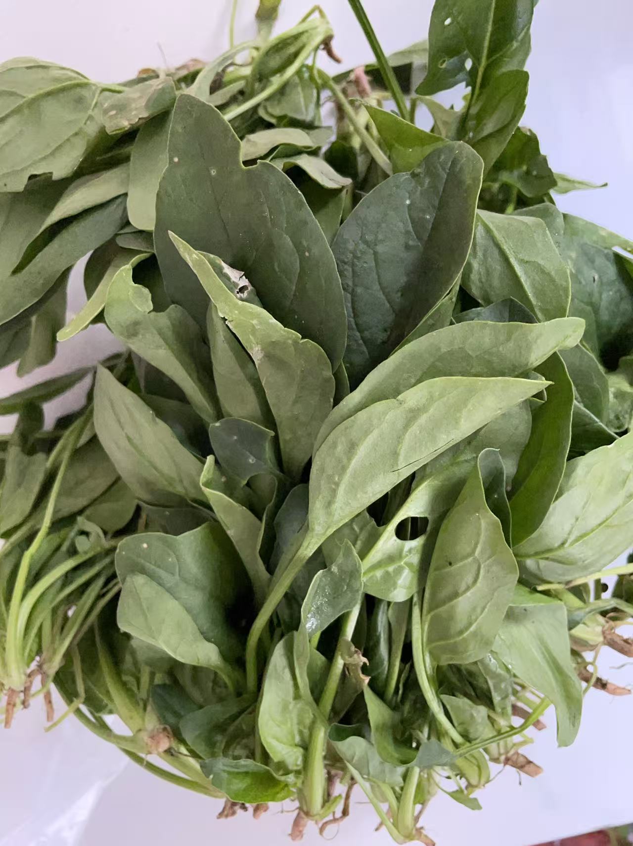 苏北本地现采新鲜菠菜