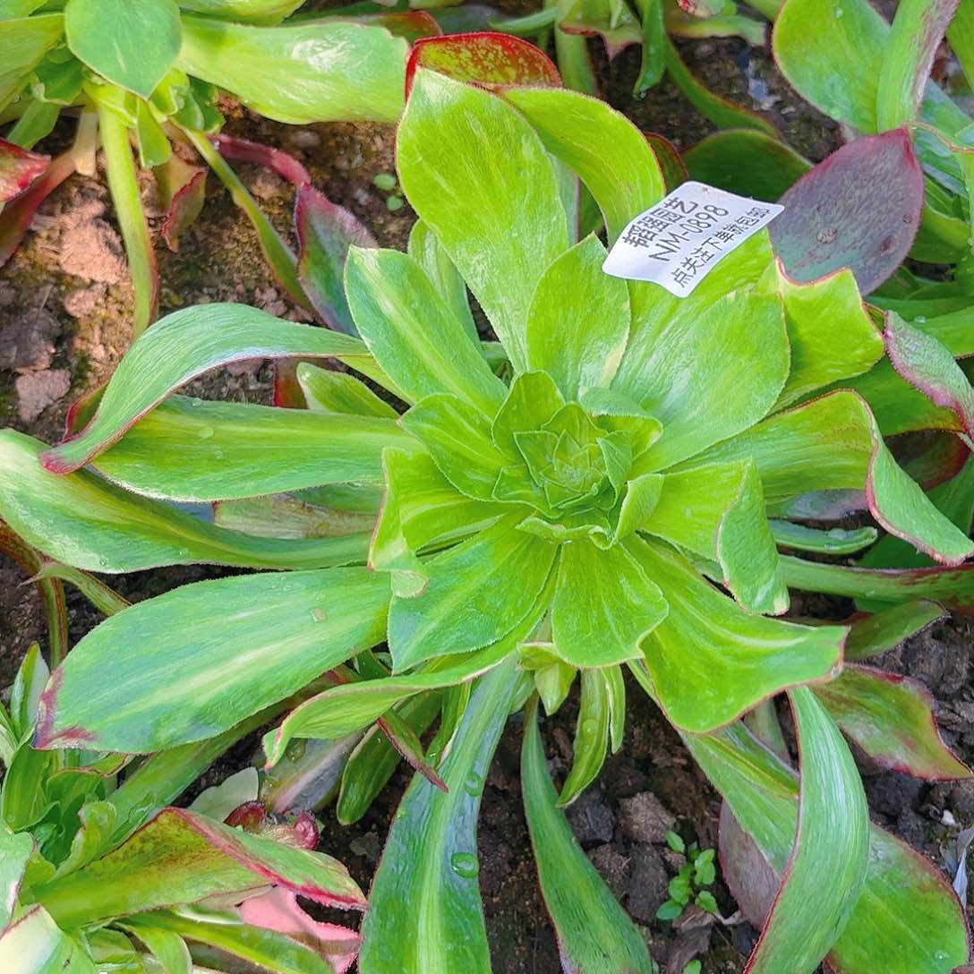 魅影七彩多肉植物898