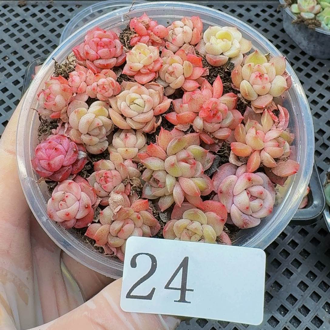 多肉植物多肉植物24