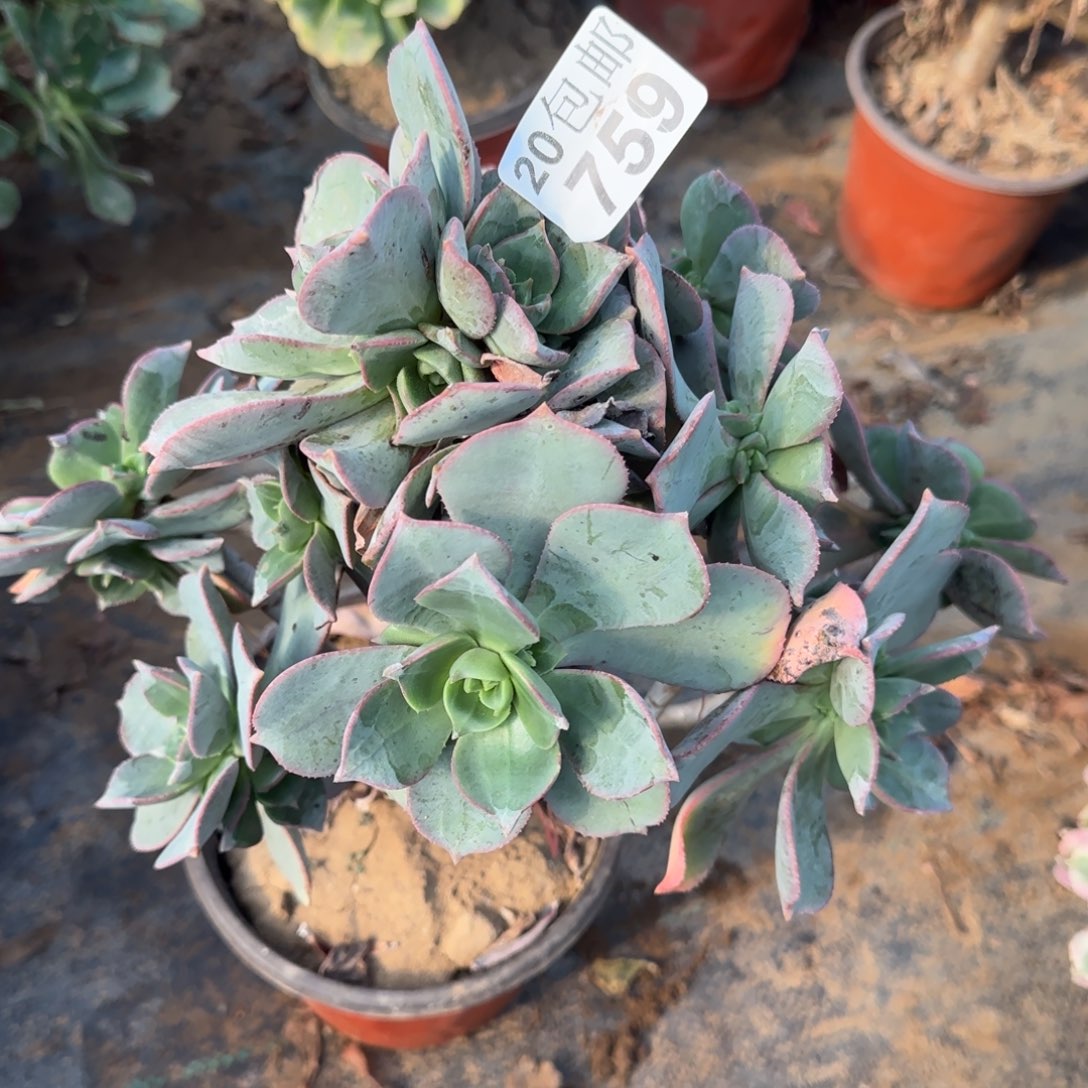 粉仙桃759满20包邮断枝不包会氧化黑斑