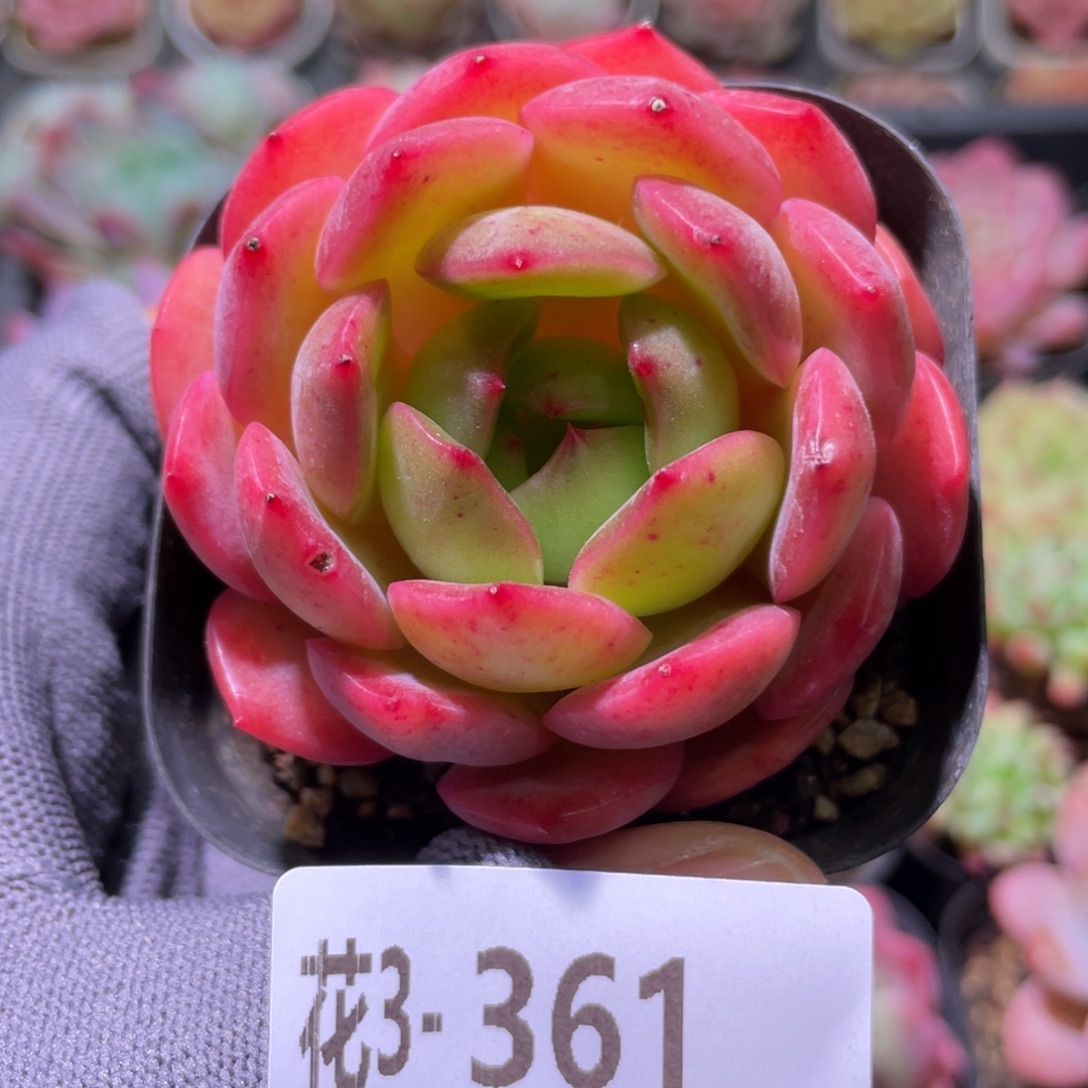 花利美3-361丛林之