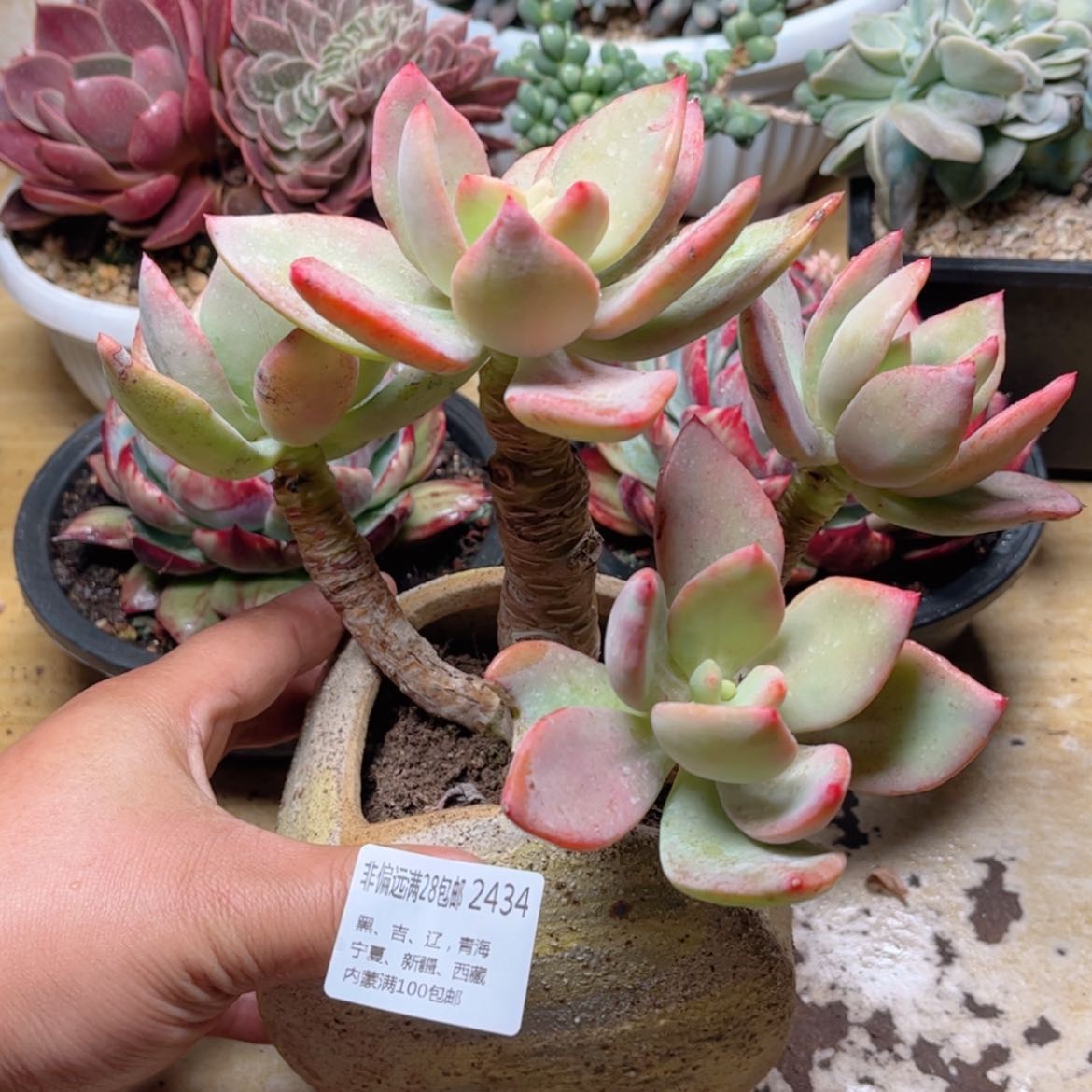 【闪购商品】2434芒果美人