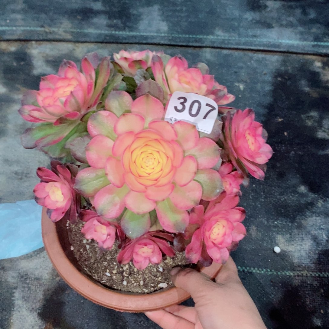 荔枝307多肉18冠服