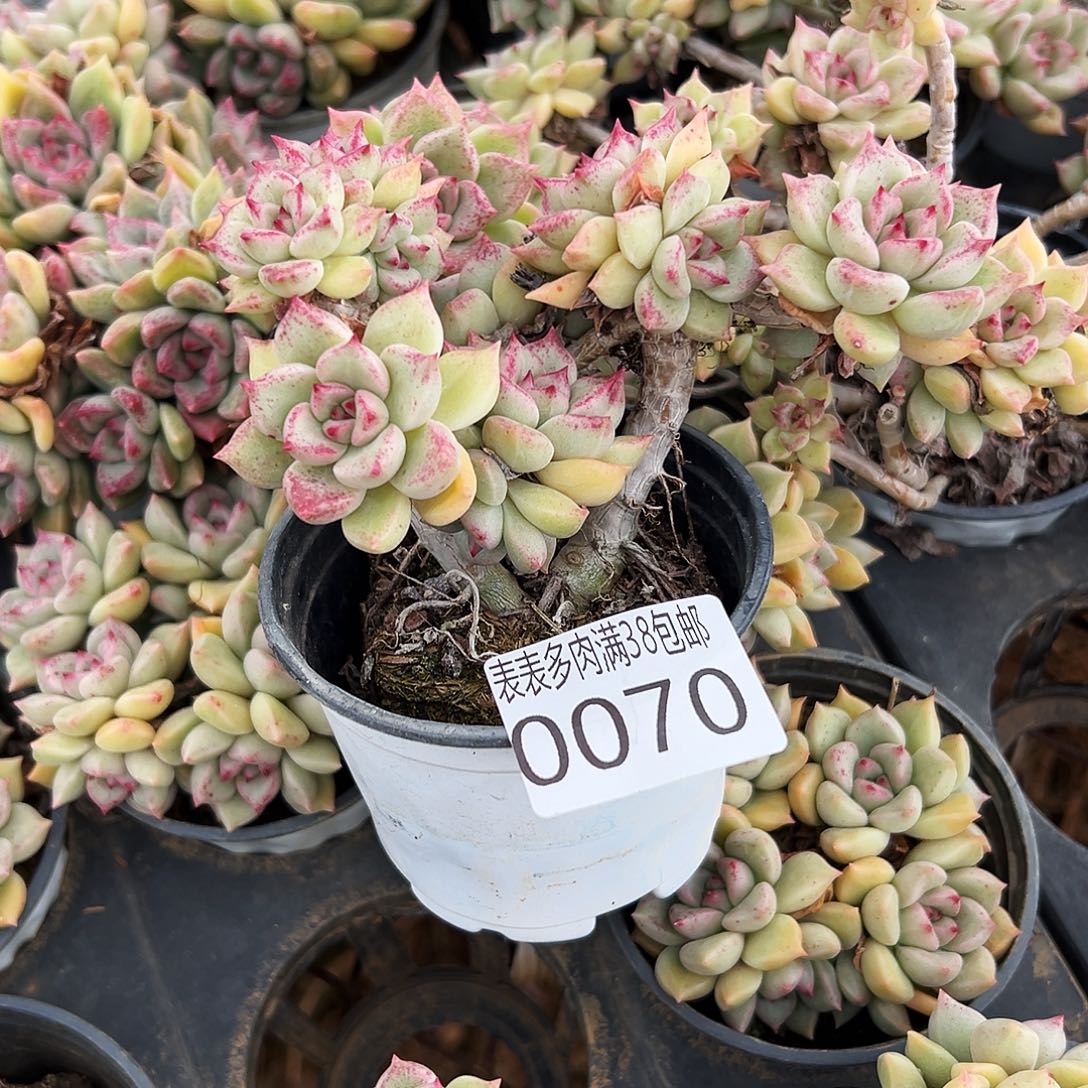 ****'多肉一物＿拍植物0070