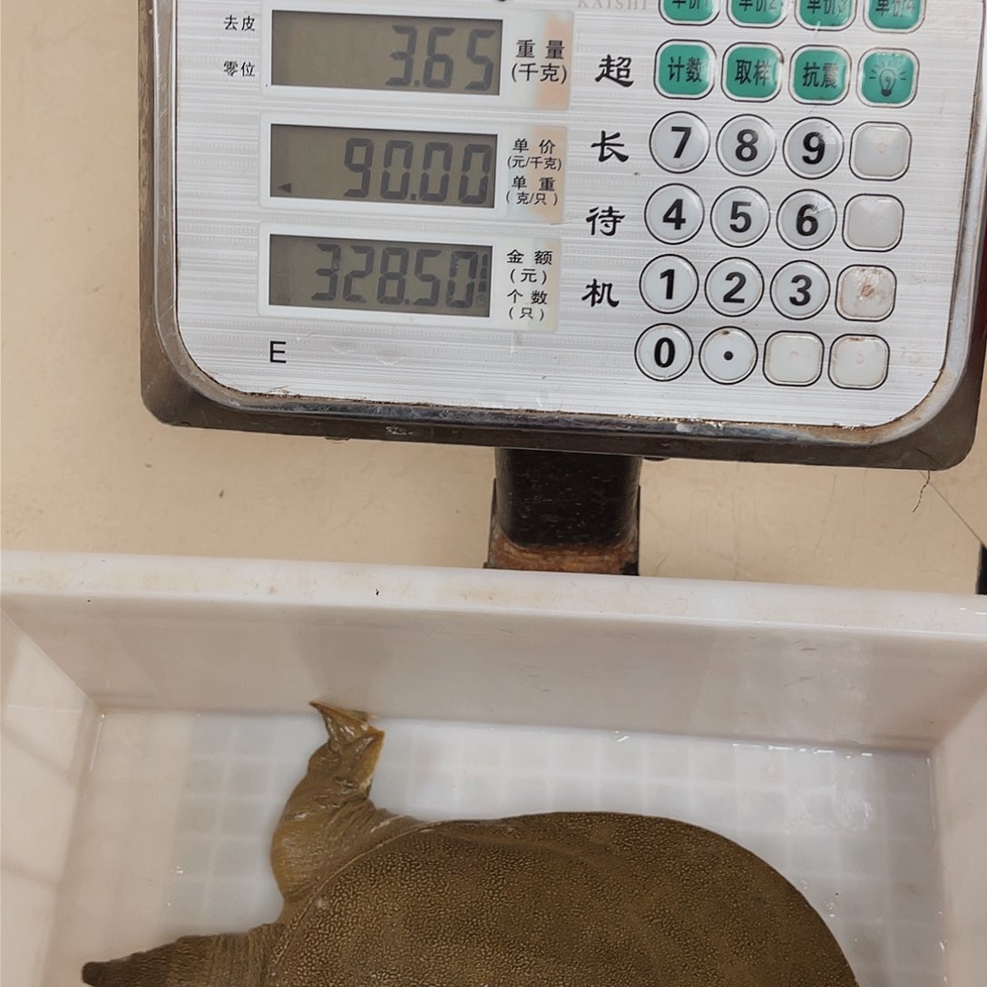 中国大陆野生甲鱼包邮包活