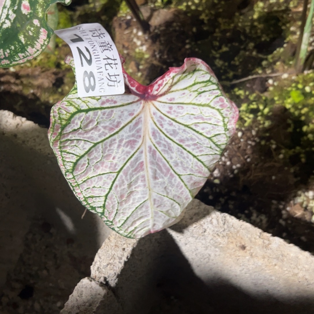 鹏***无花朵            128胡椒不包售后