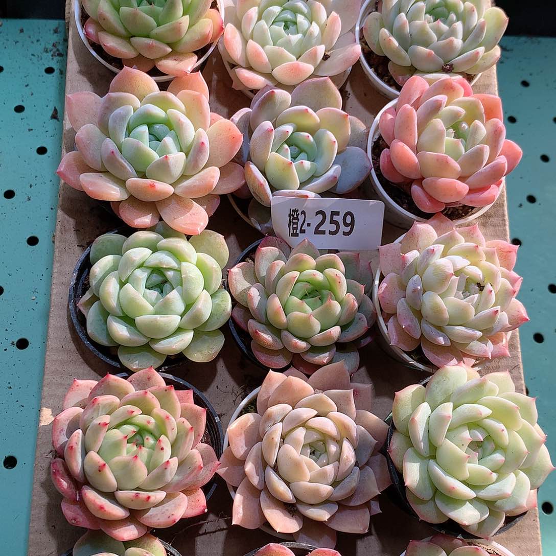 2-259一物一拍带盆18颗