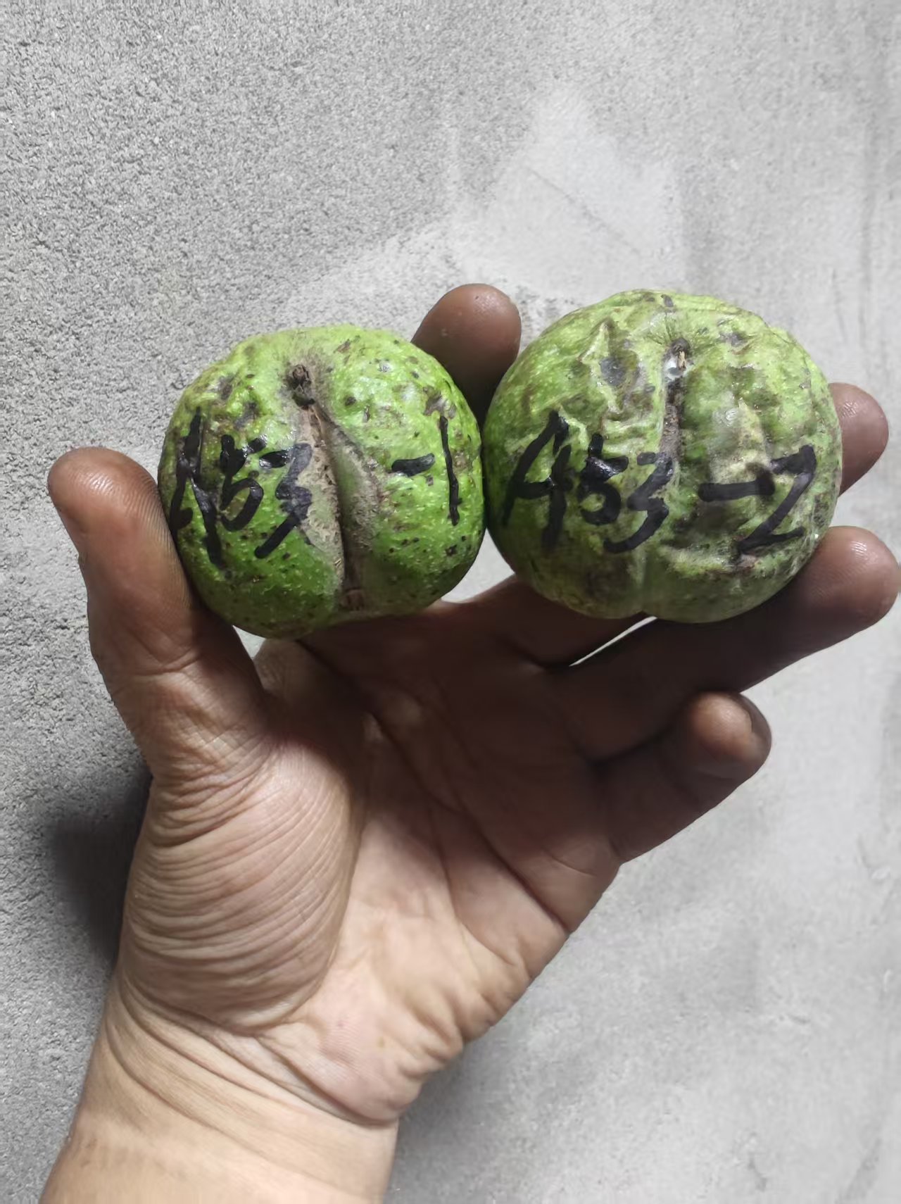 白狮子核桃只保品种2个--A53