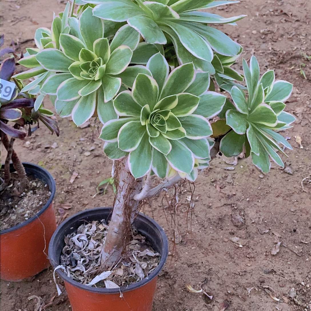 240 号一物一拍多肉植物