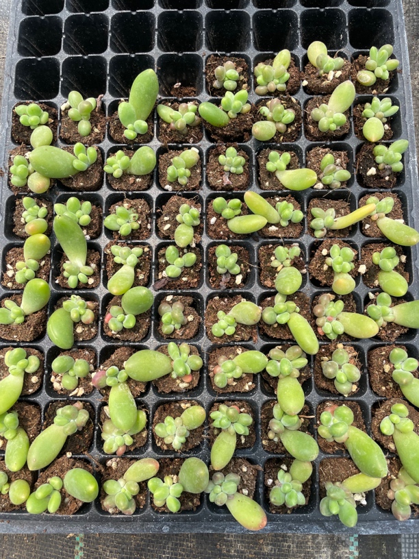 芒果奶多肉穴盘满18包邮