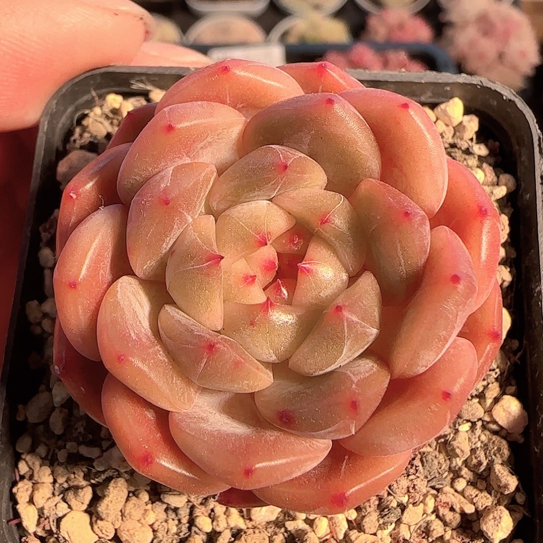 多肉1127-1124晴川珍妮