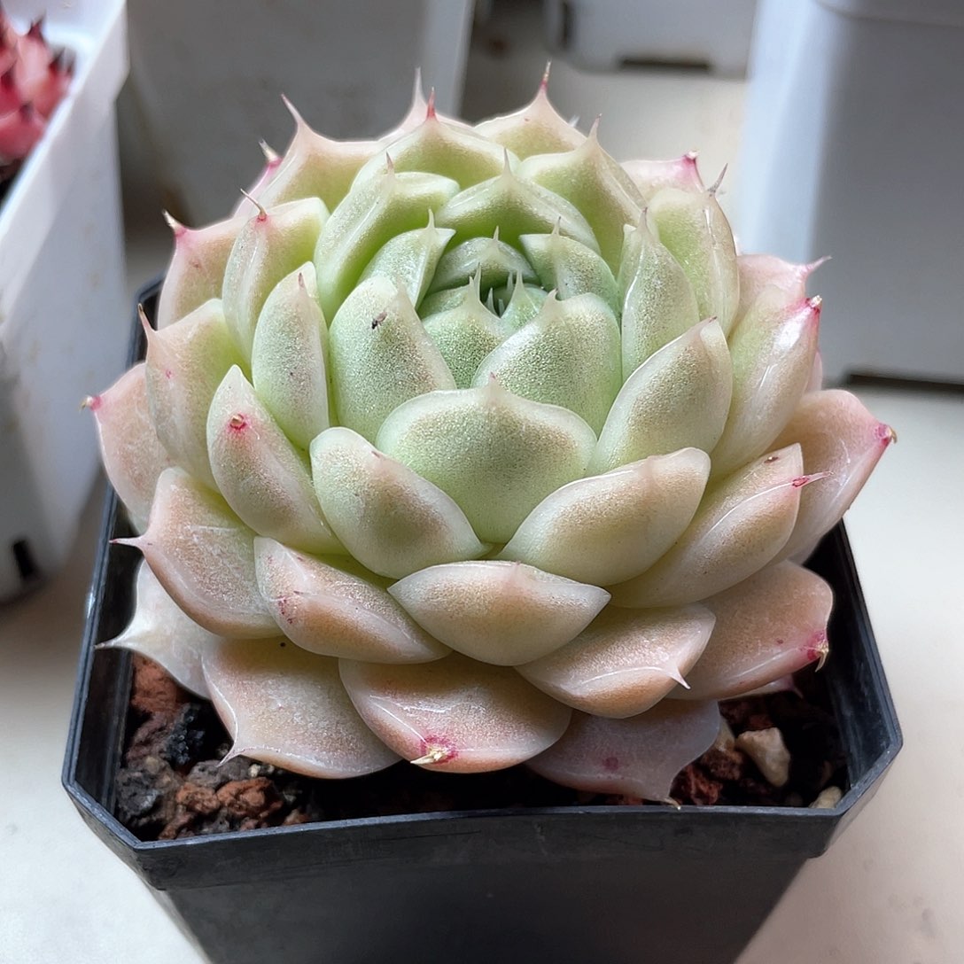 优选麦秆福利954