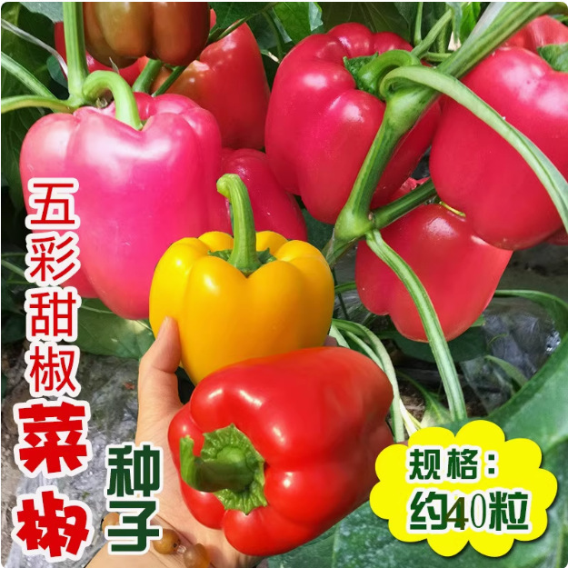 【全店满5元包邮】五彩种子大果高产不辣水果辣椒春秋四季阳台庭
