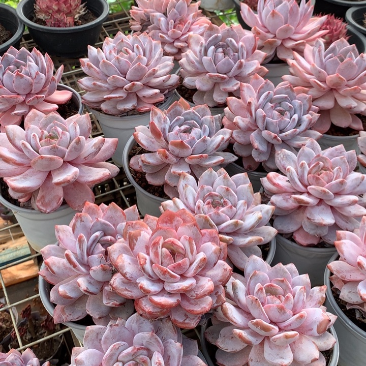 原始种糖心雪天使多肉植物两单包邮