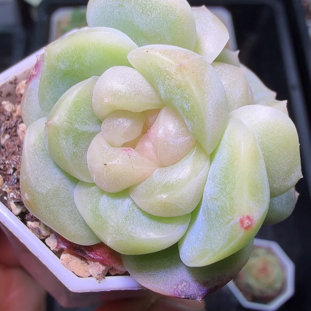 良辰双头开播福利