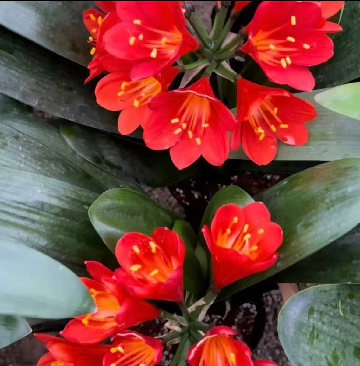 【当年开花】君子兰盆栽【10-14叶】室内花卉净化空客厅办公桌面摆放