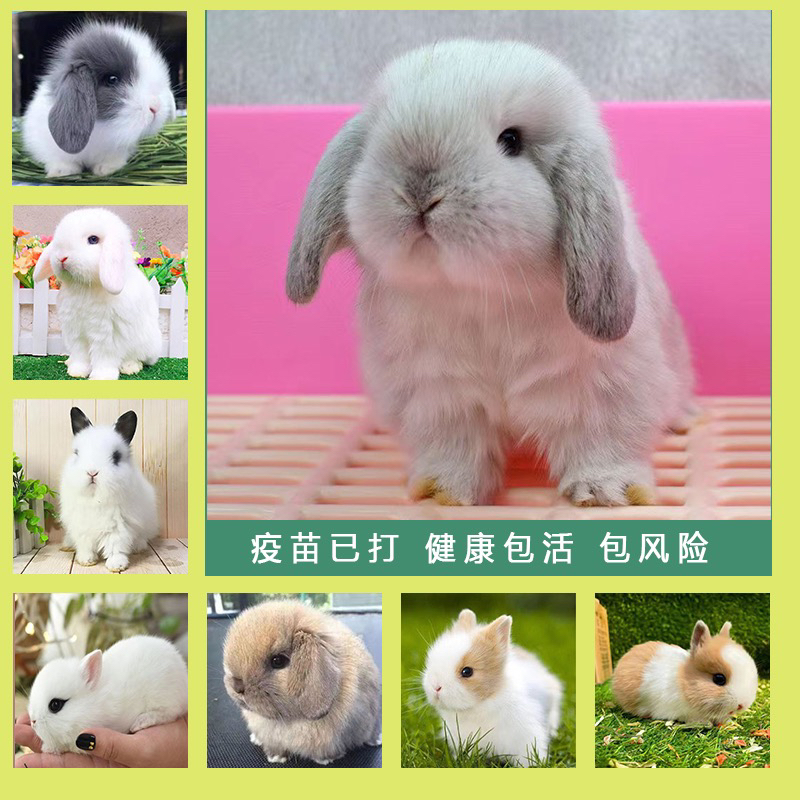 网红猫猫兔活体盖脸宠物兔道奇迷你侏儒小型迷你垂耳兔包邮安哥拉