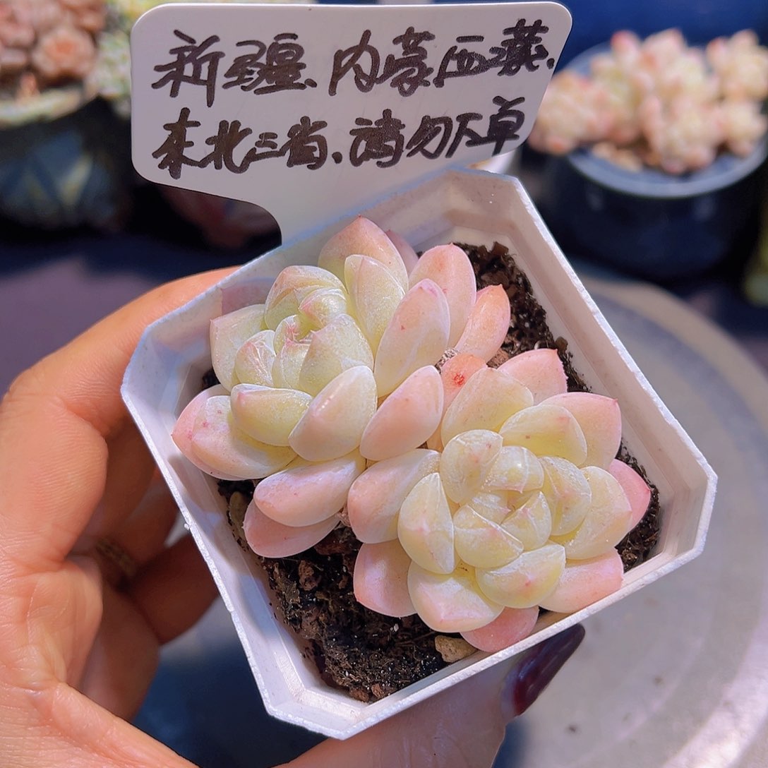 新品女王珍妮，一物一拍，