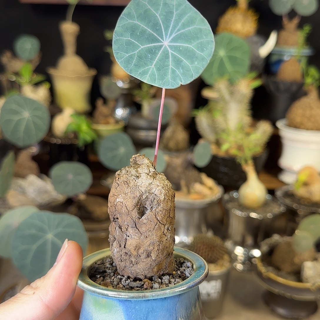 一物一拍老家一叶龟18