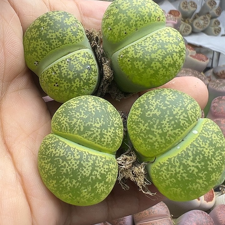 4728微瑕雪花纹2颗开播福利
