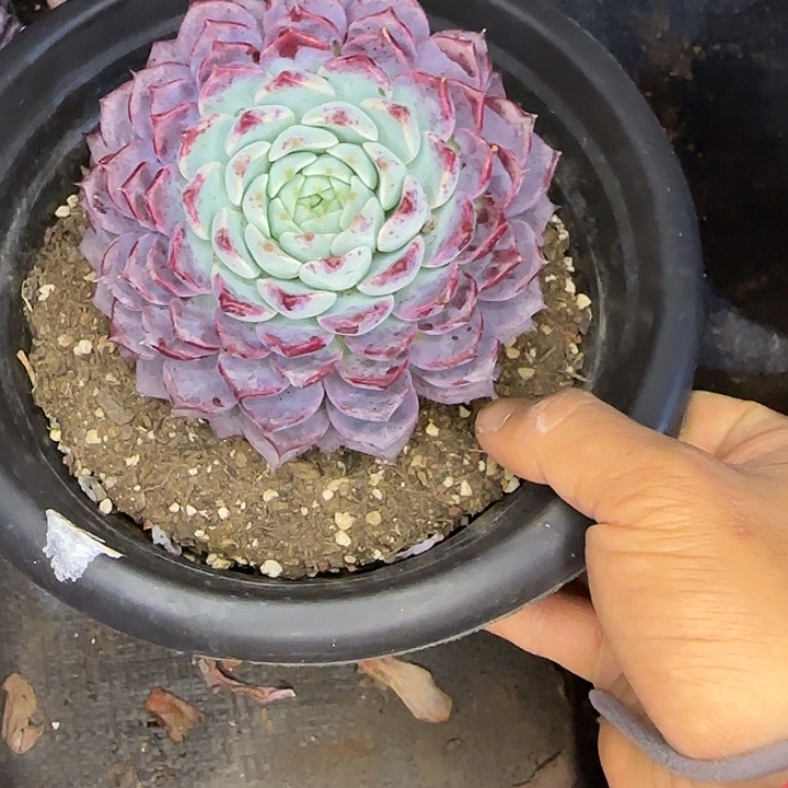 沙罗姬972 多肉植物一物一拍