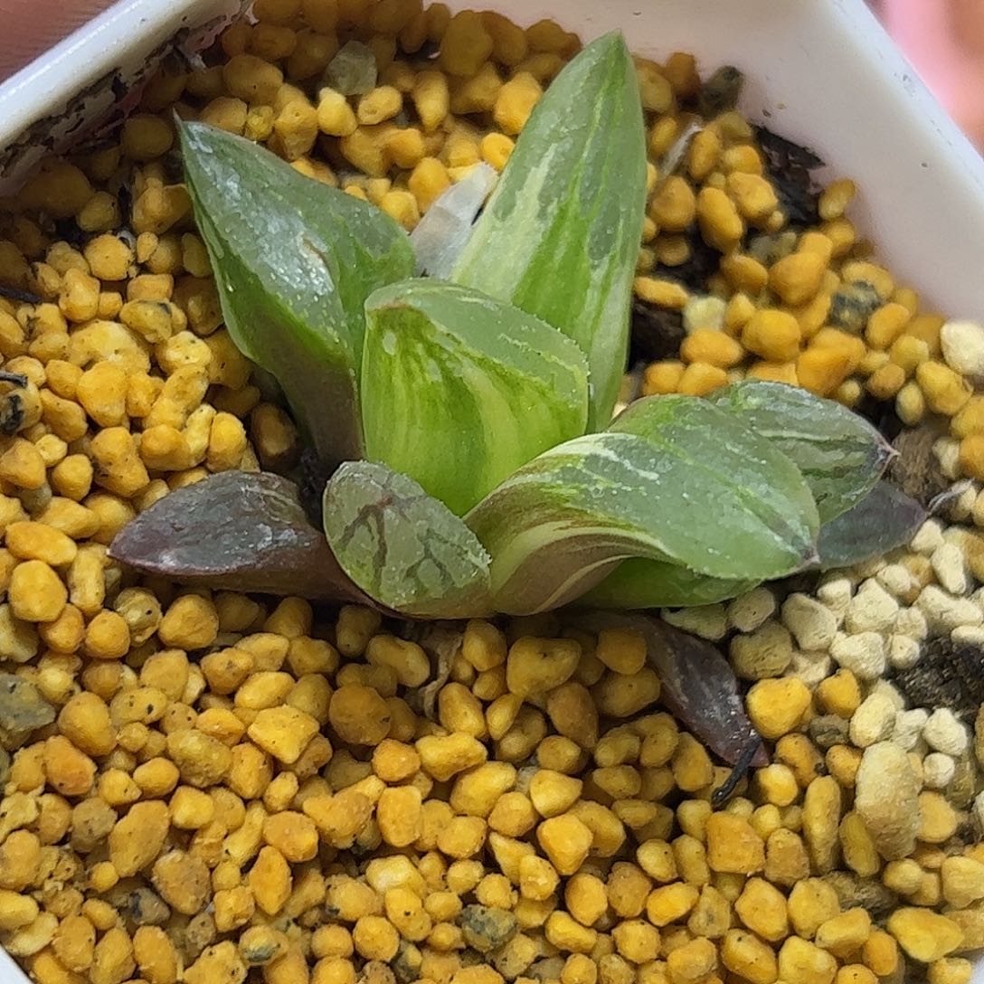 冰城锦十二卷多肉植物满