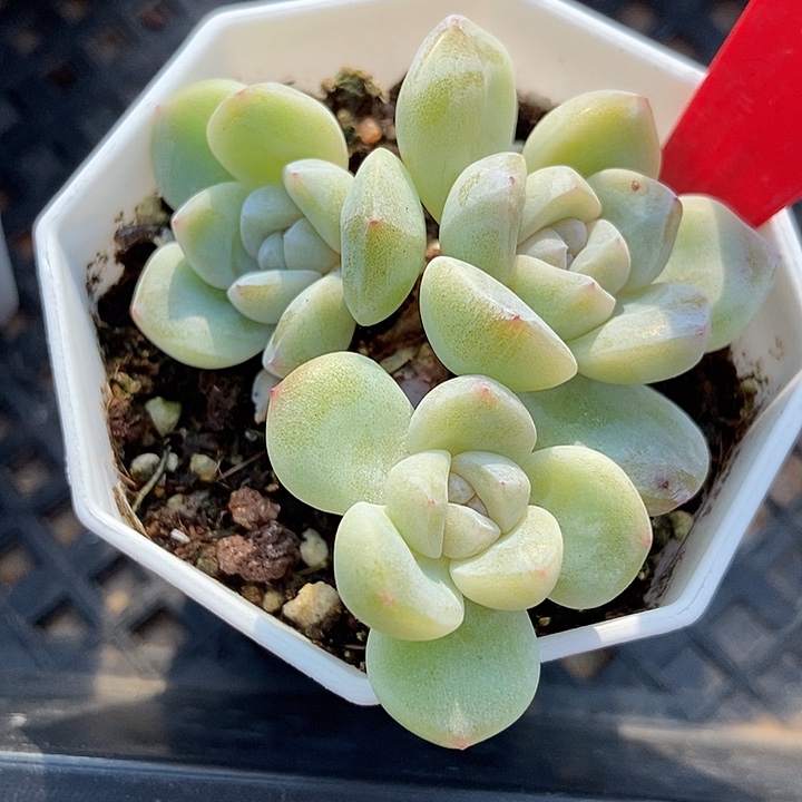 多肉植物小树冰玉1742