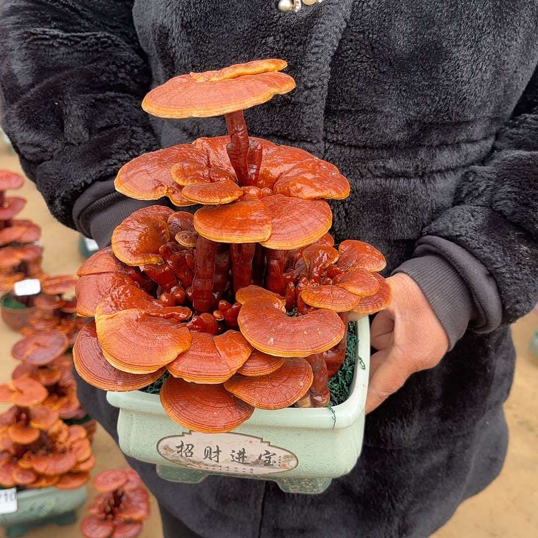 无花朵灵芝是我国著名植物