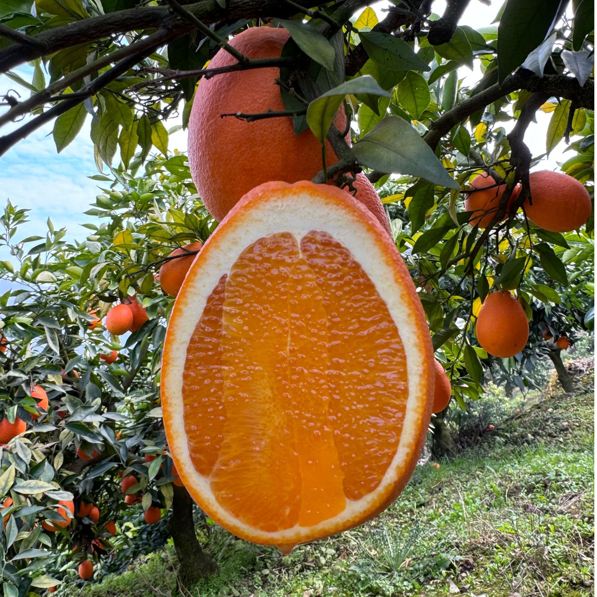 秭归江边纽荷尔/长虹甜橙/产地现摘现发/坏果包赔/5-9斤包邮